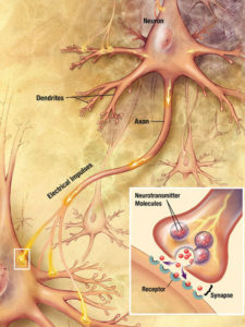 Diagram of nerve cell with inset showing how chemical neurotransmitters cross the synaptic gap from one nerve to the next.
