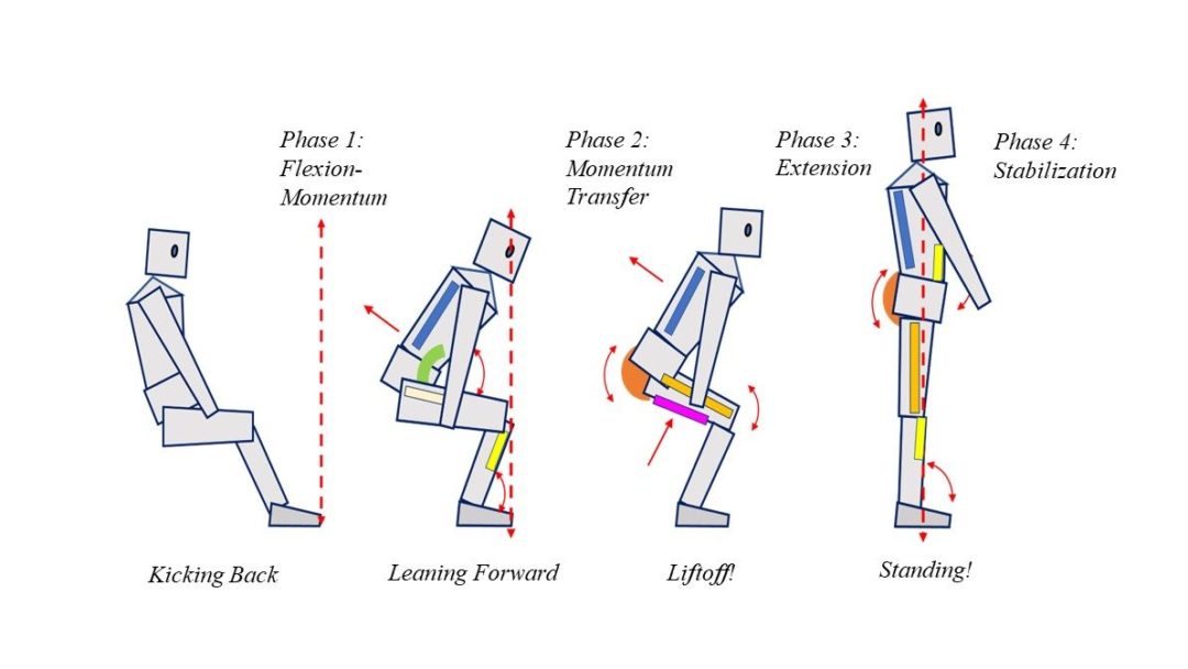 Graphic shows the human form going through the four phases of sit-to-stand, from flexion momentum, to momentum transfer, to extension, to stabilization.